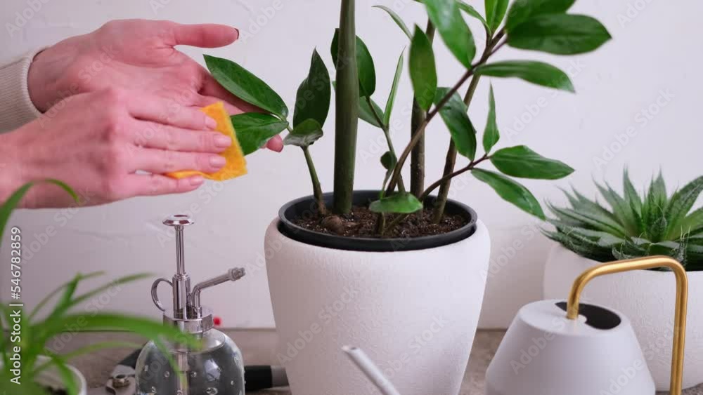 Young woman taking care of her Zamioculcas plant at home Young woman taking care of her Zamioculcas plant at home