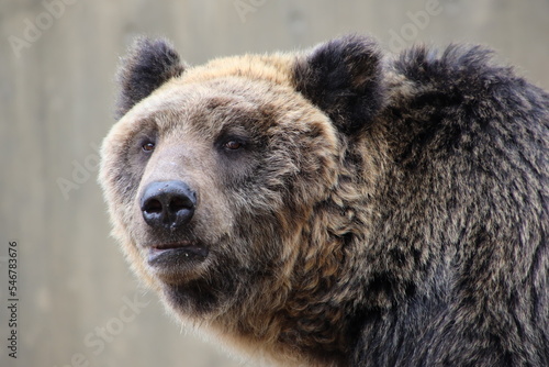 brown bear © 英樹 水野