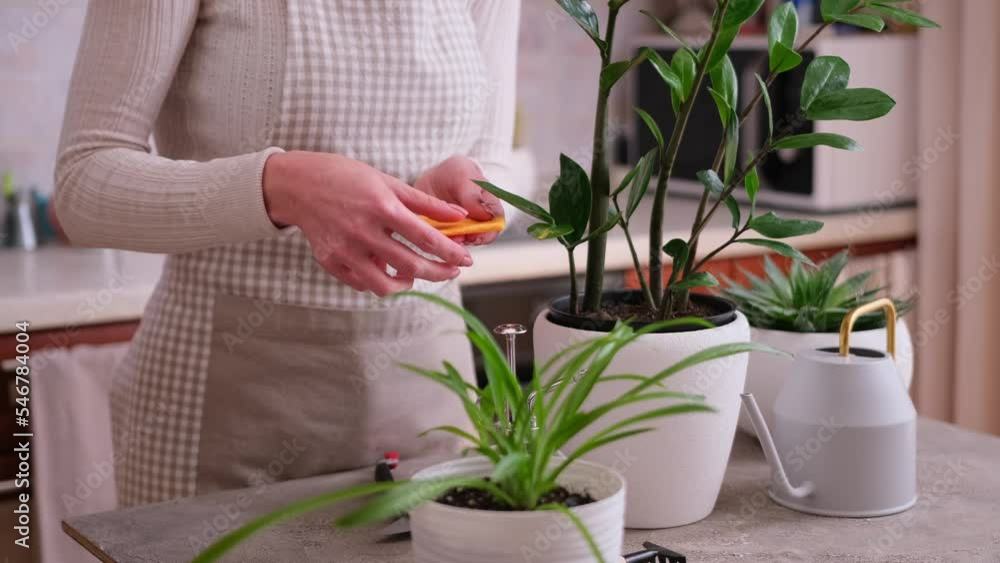 Young woman taking care of her Zamioculcas plant at home
