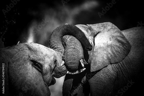 Photography Closeup of two elephants playing together in black and white