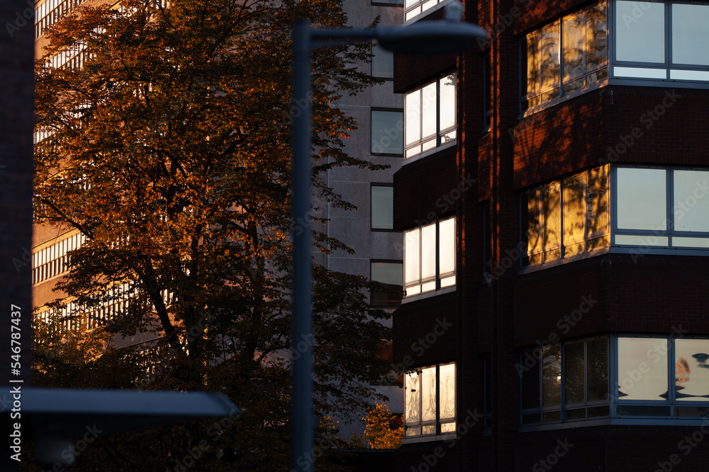 First light on urban office block and tree First light on urban office block and tree