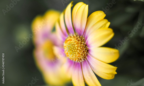 Pastel Cape Marguerite daisies . Mirror images