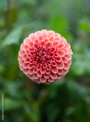 Gorgeous Dahlia
