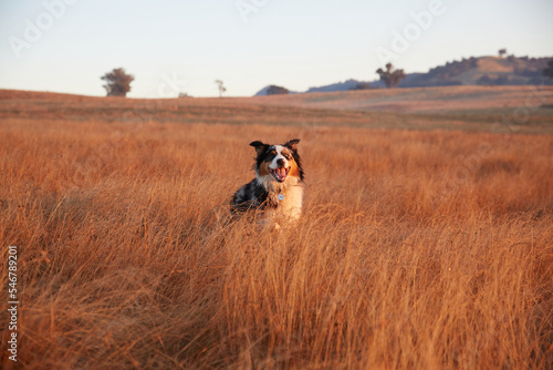 Asutralian shepherd running in long grass photo