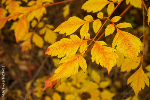 Tree with beautiful autumn leaves outdoors, closeup