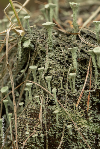 Chrobotek strzępiasty (cladonia fimbriata), Roztocze photo