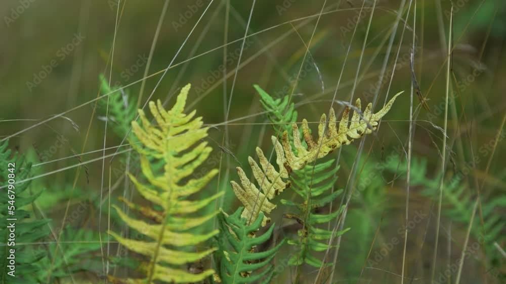 Fern leaves swaying in wind, coastal pine tree forest in autumn, autumn season concept, shallow depth of field, mystical forest background, closeup shot Fern leaves swaying in wind, coastal pine tree forest in autumn, autumn season concept, shallow depth of field, mystical forest background, closeup shot