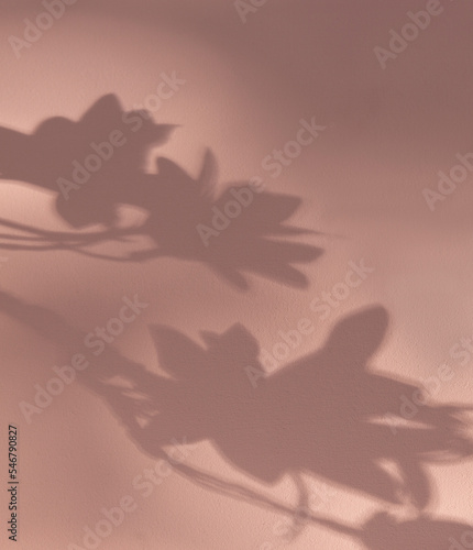 Leaf shadow on pastel pink background
