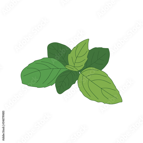 Fresh basil leaves isolated on white background. Vector illustration of basil leaves.