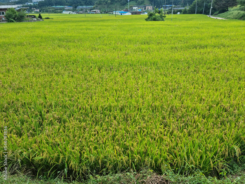 it is summer Green rice field.
