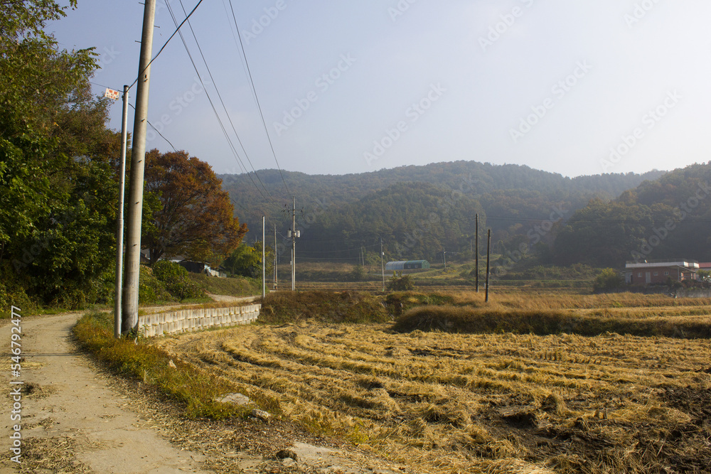 paddy field after harvest. A view of the foggy countryside. paddy field after harvest. A view of the foggy countryside.