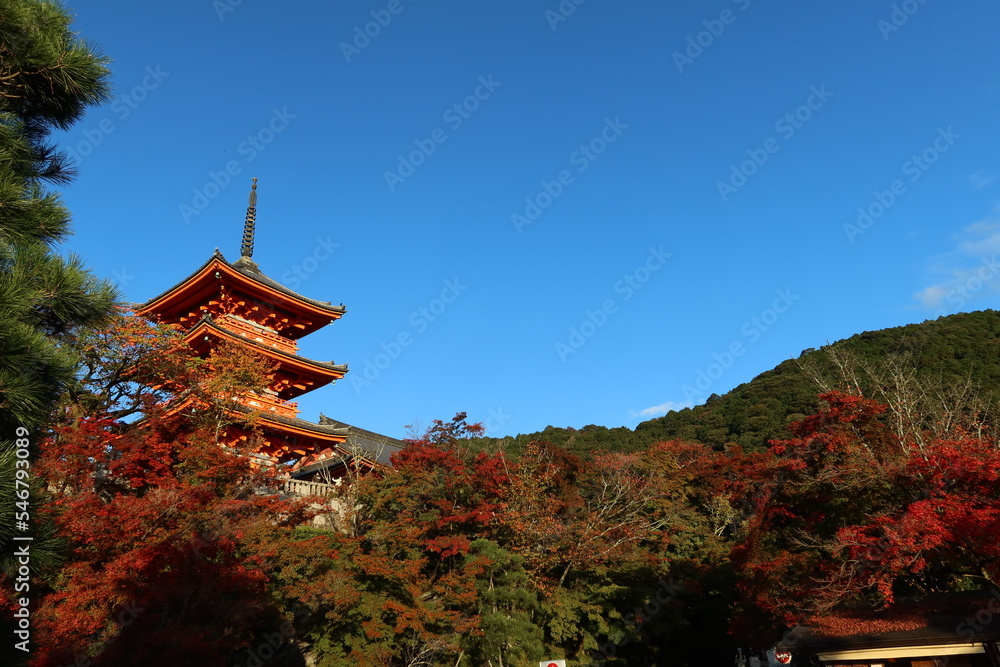 Obraz premium A Japanese temple in Kyoto : autumnal leaves and Sanjyu-no-to Three-story Pagoda in the precincts of Kiyomizu-dera Temple in Kyoto City in Japan 日本の京都市にある寺：清水寺の境内にある三重塔と紅葉の風景
