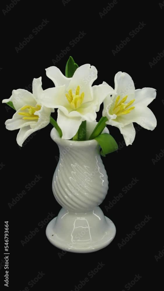 Time lapse of growing and opening beautiful white tulip bouquet in a vase with ALPHA transparency channel isolated on black background, vertical orientation Time lapse of growing and opening beautiful white tulip bouquet in a vase with ALPHA transparency channel isolated on black background, vertical orientation