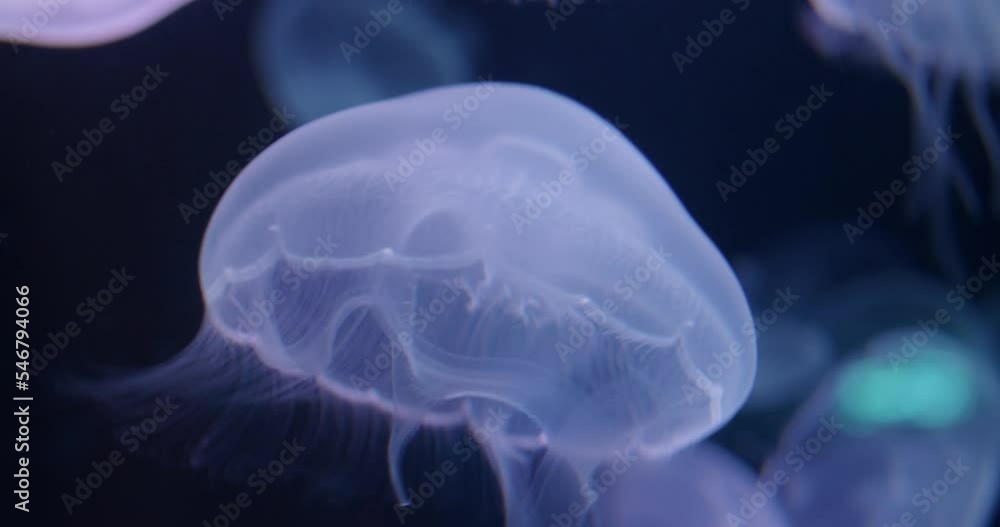 jelly fish in the sea jelly fish in the sea