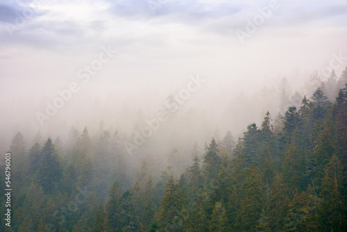 coniferous forest in autumn. gloomy weather with overcast sky. foggy nature background