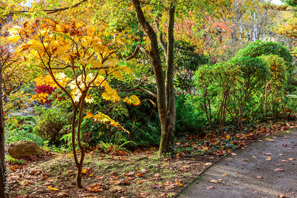 Naklejka premium View of autumn park with trees, bushes and fallen leaves