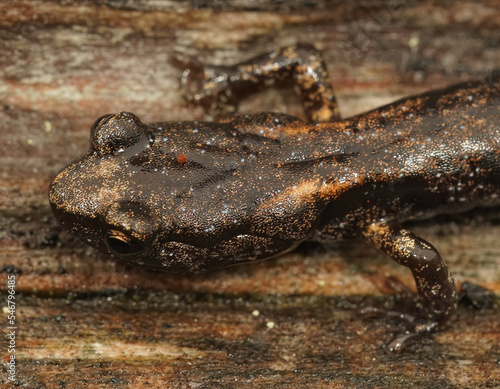 Slika na platnu Closeup on a sub-adult , juvenile Clouded salamander, Aneides ferreus sitting on