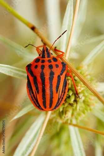 Closeup on the brilliant red colored Mediterranean striped shieldbug , Graphosoma semipunctatum photo