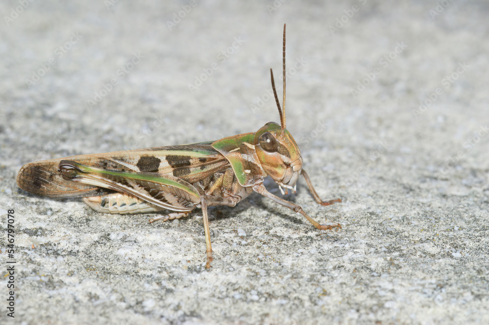 Closeup on an adult scentless Rhopalid plant bug, Rhopalus subrufus in the garden Closeup on an adult scentless Rhopalid plant bug, Rhopalus subrufus in the garden