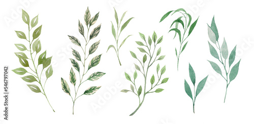 Big watercolor set of green herbs and leaves. Ideal for designer decoration. Illustration of plants, greenery on a white background.