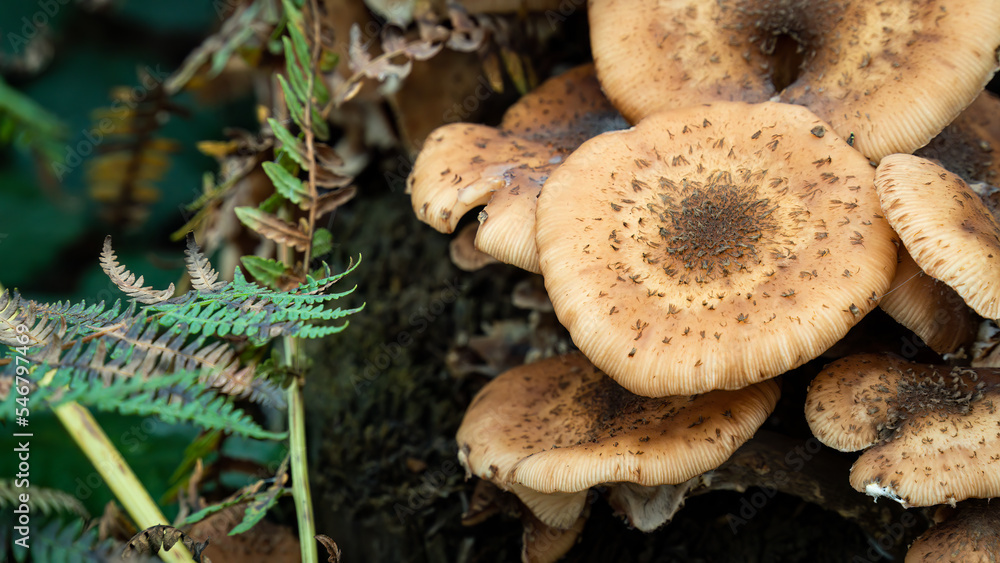 Close-up of fungus growing on a forest floor Close-up of fungus growing on a forest floor