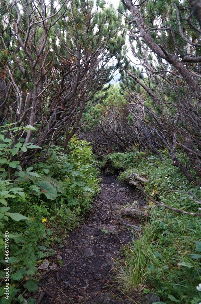 Fototapeta premium Majestic hiking trail under mountain pines. 