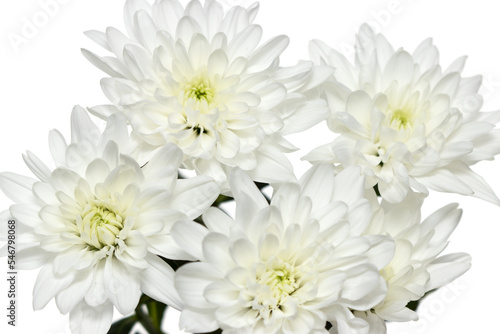 white chrysanthemum flowers on white background