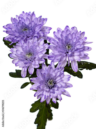 blue chrysanthemums on a white background