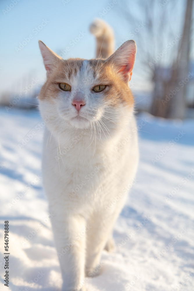The cat is walking on a snowy road. The cat is walking on a snowy road.