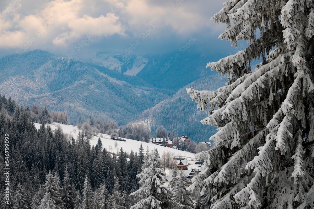 beautiful spruce in the foreground is covered with snow against the backdrop of Mount Tatra Poland beautiful spruce in the foreground is covered with snow against the backdrop of Mount Tatra Poland