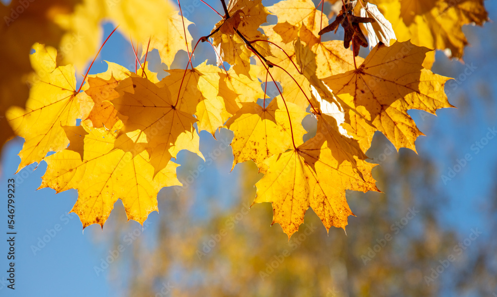Yellow maple leaves on the tree in autumn. Yellow maple leaves on the tree in autumn.