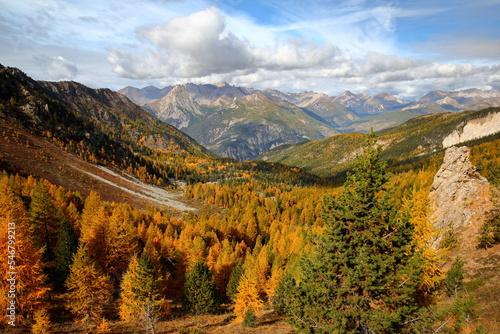 View towards the Northern side of Fromage pass (located above Ceillac village), with Autumn colors, larch trees and mountain range in the background, Queyras Regional Natural Park, Southern Alps, Fran