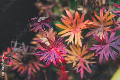 Wallpaper Mural Celle, 22.11.2022 Torontodigital.ca