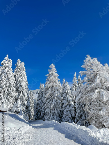 Plowed mountain road that passes snow-covered mountain spruces after snowfall