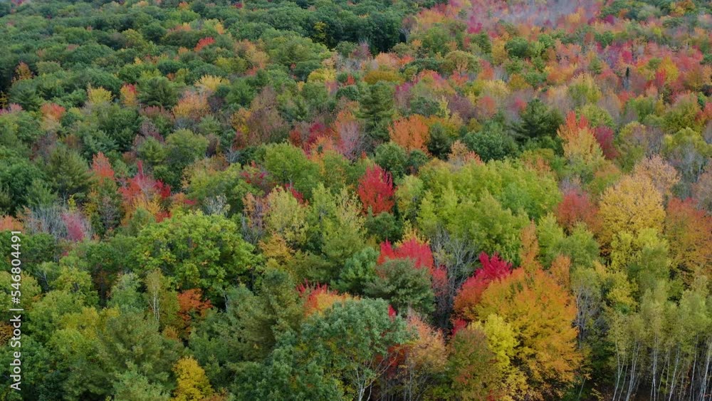Aerial view over endless, peak foliage forest, on a autumn day - tracking, drone shot Aerial view over endless, peak foliage forest, on a autumn day - tracking, drone shot
