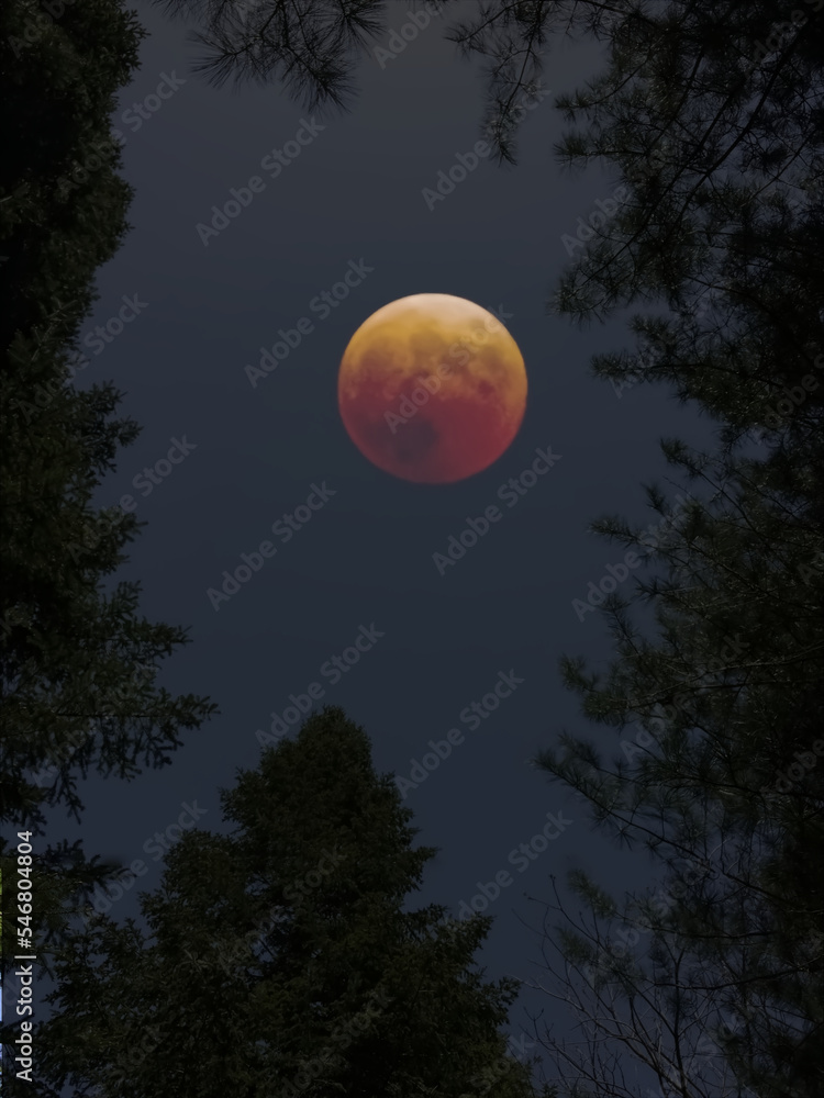 Composite image of blood moon framed by tree branches Composite image of blood moon framed by tree branches