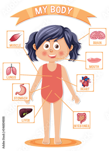Internal organs of the body for kids