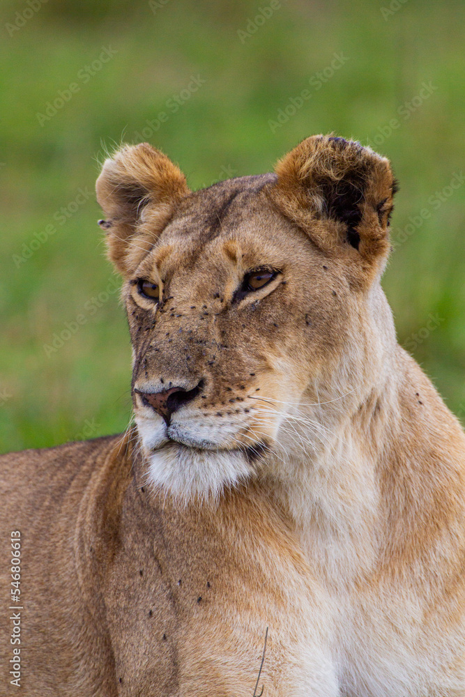 Young lioness on her own, calls out to the pride in the Masai Mara, Kenya