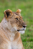 Young lioness on her own, calls out to the pride in the Masai Mara, Kenya