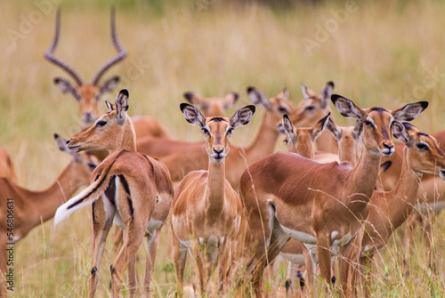 Impala heard on the look out for predators in the Masai Mara