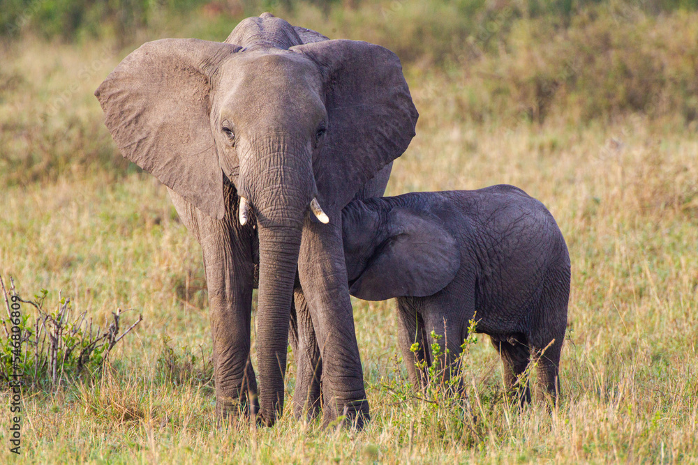 Elephant calves grazing in the protection of the heard on the open savannah of the Masai Mara, Kenya	