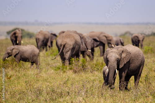 Elephant calves grazing in the protection of the heard on the open savannah of the Masai Mara, Kenya 