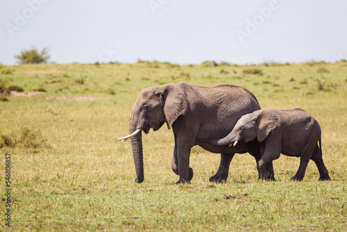 Elephant calves grazing in the protection of the heard on the open savannah of the Masai Mara, Kenya 