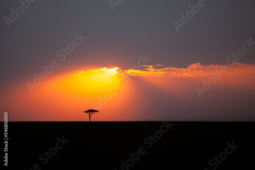 Lone tree on the horizon in the Masai Mara in Kenya  © wayne
