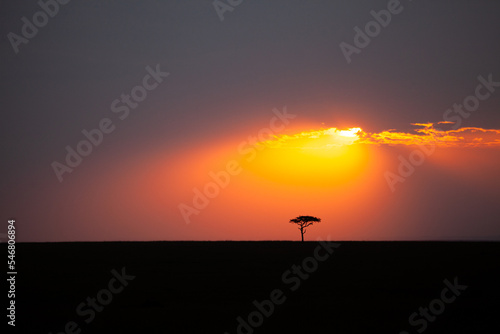 Lone tree on the horizon in the Masai Mara in Kenya 