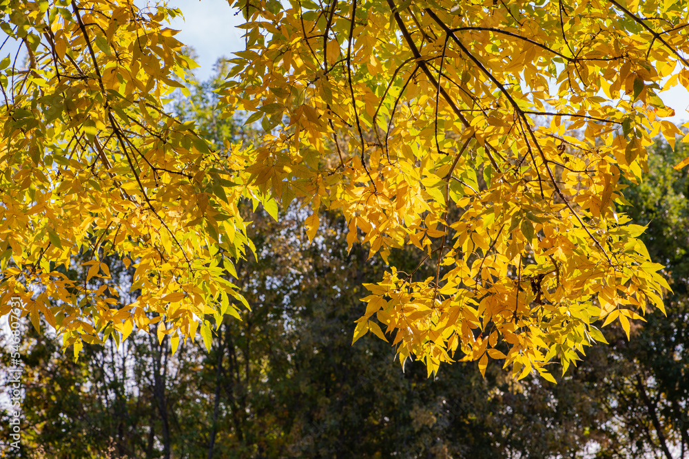 Beautiful golden leaves of plants in autumn Beautiful golden leaves of plants in autumn