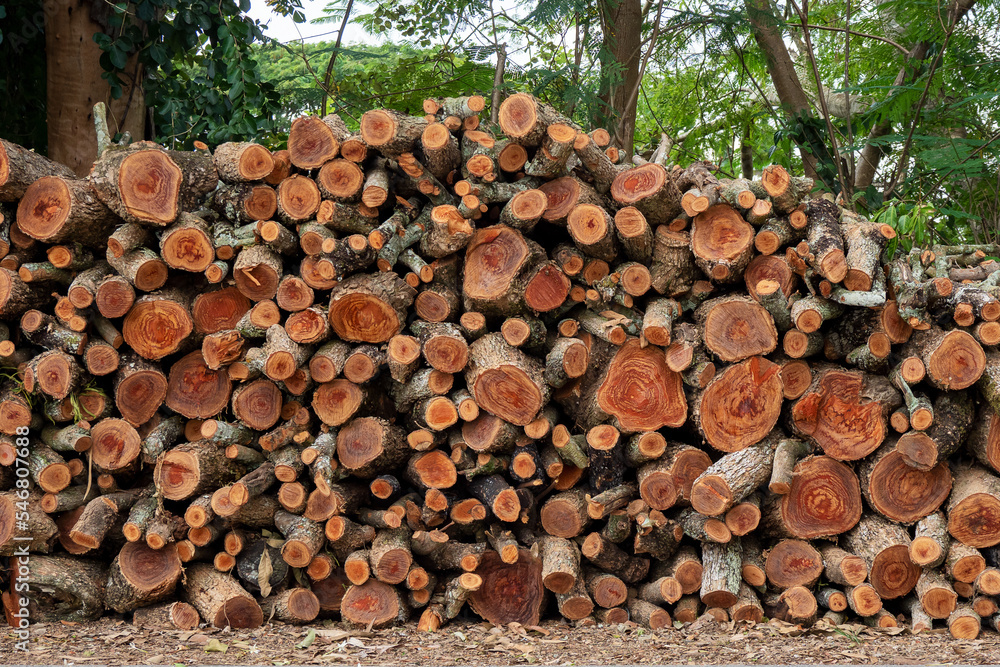 Pile of chopped fire wood prepared for winter