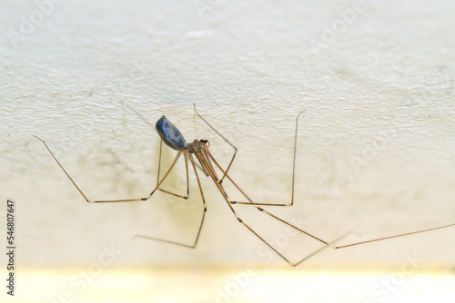 Pholcid spider, a spider with very longs legs, Daddy long-legs