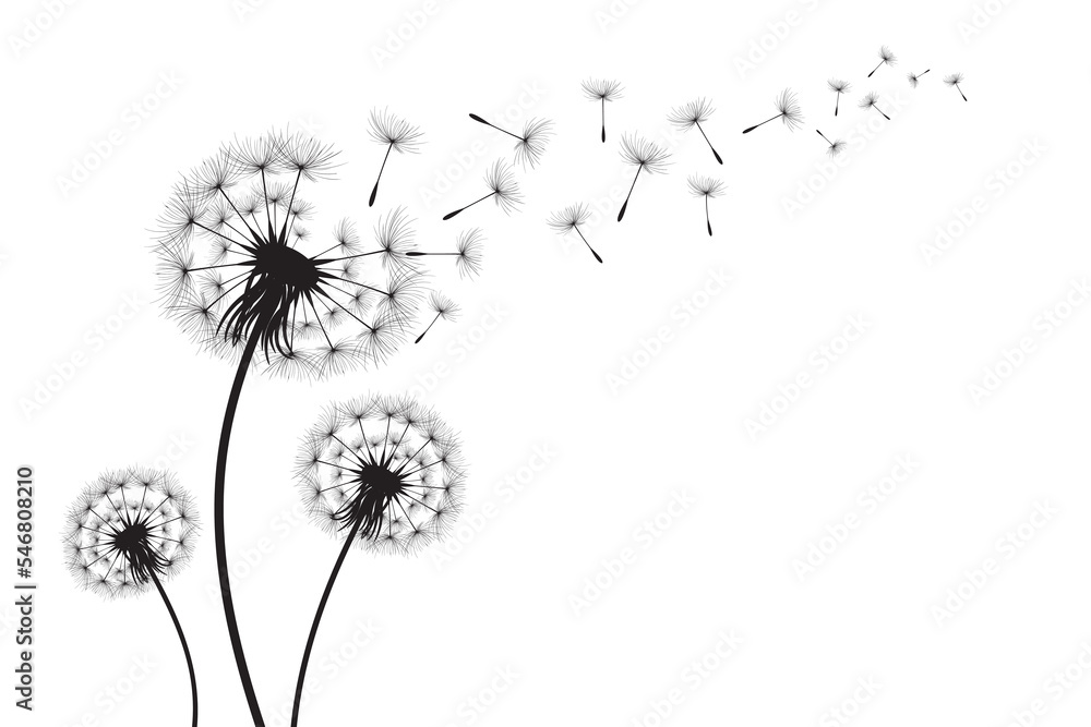 Vector illustration dandelion time. Black Dandelion seeds blowing in the wind. The wind inflates a dandelion isolated on white background.