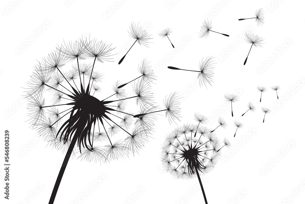 Vector illustration dandelion time. Black Dandelion seeds blowing in the wind. The wind inflates a dandelion isolated on white background. Vector illustration dandelion time. Black Dandelion seeds blowing in the wind. The wind inflates a dandelion isolated on white background.